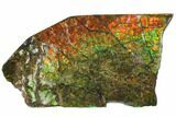 Rainbow Ammolite (Fossil Ammonite Shell) - Alberta, Canada #147257-1